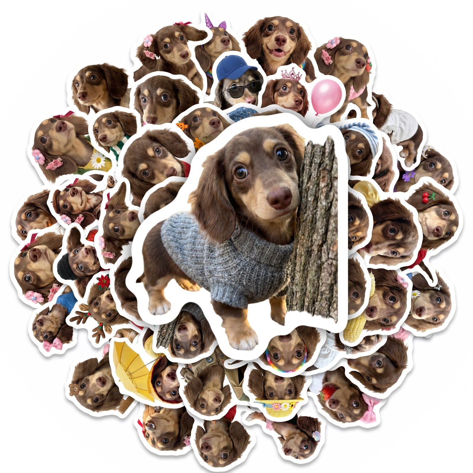 50 Pcs HD Cute Dachshund Stick - مراجعة Motorcycle Gear For Dogs وسعره