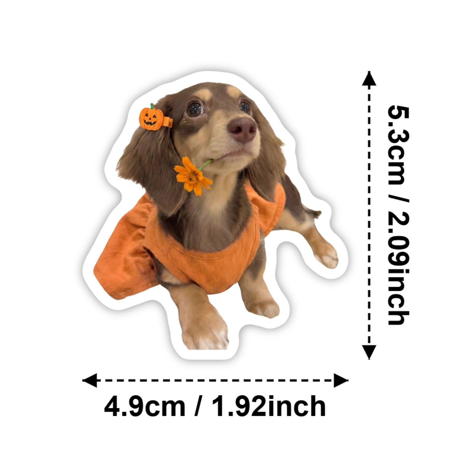 50 Pcs HD Cute Dachshund Stick - مراجعة Motorcycle Gear For Dogs وسعره