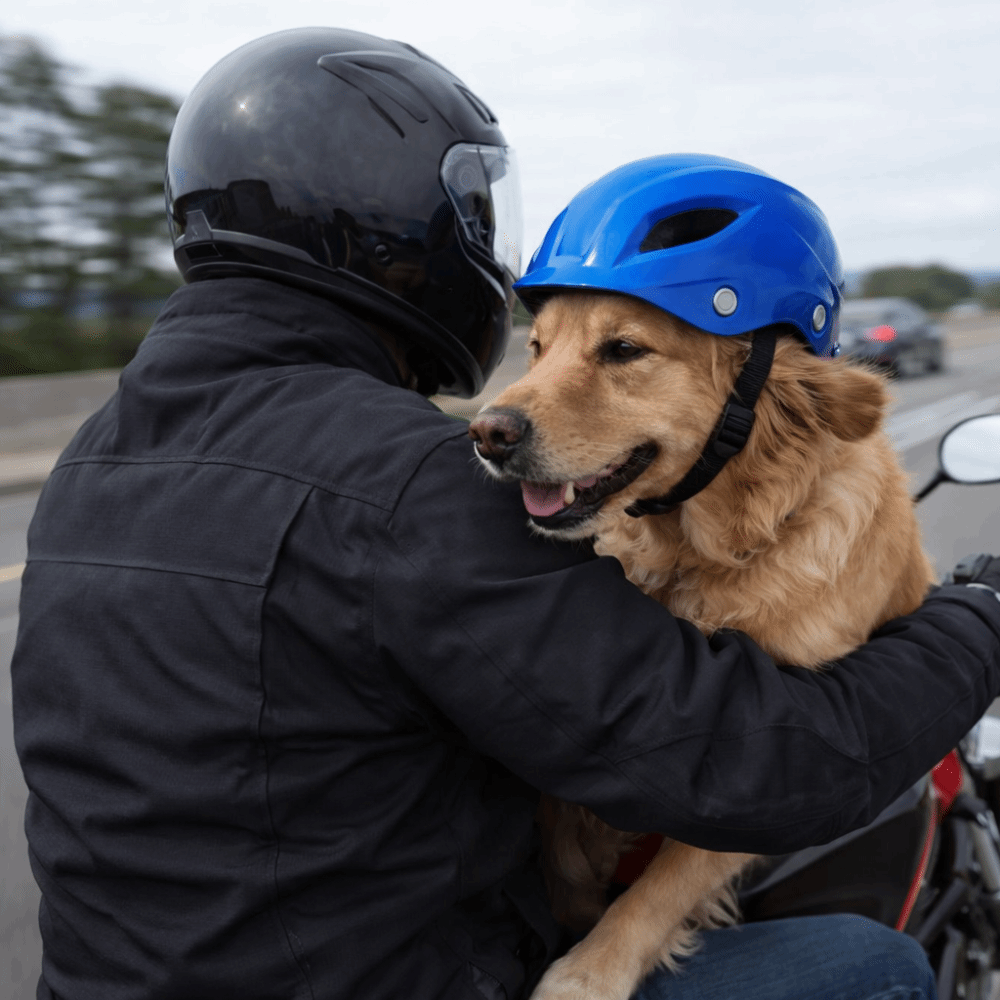 Pet Headgear Adjustable Dog He - مراجعة Motorcycle Gear For Dogs وسعره